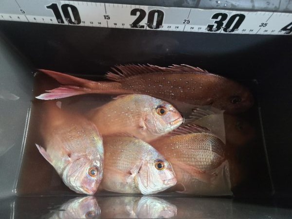 春の遠投カゴ釣り