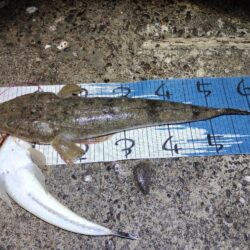 自己新更新。シーバス狙いやけど