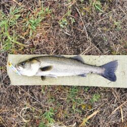 雨あと短時間調査