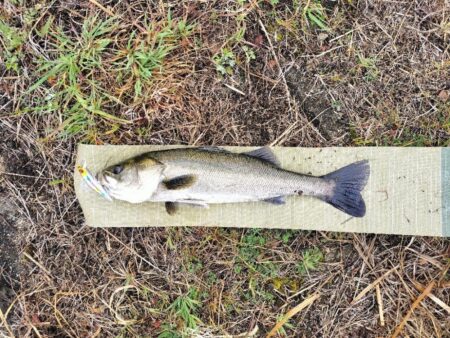 雨あと短時間調査