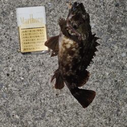 カサゴ釣り