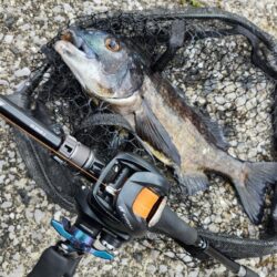 広島市内河川、春チニング