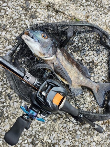 広島市内河川、春チニング