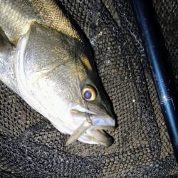 久しぶりの投稿