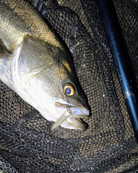 久しぶりの投稿