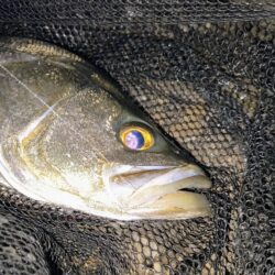 明るいカラーの方がいいのか？