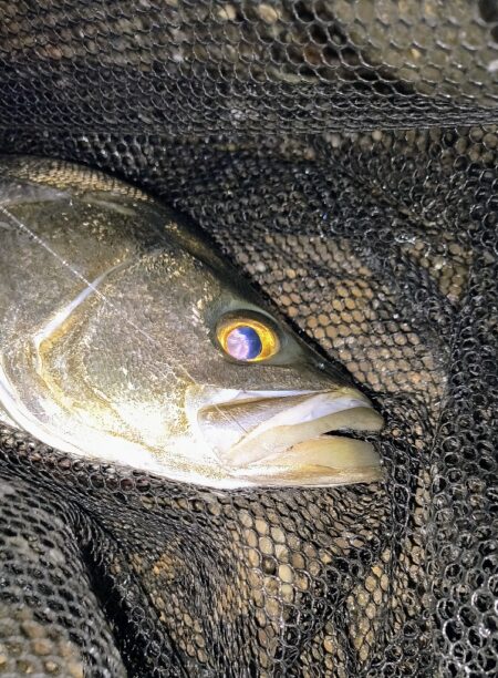 明るいカラーの方がいいのか？