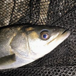 もうちょっと風が弱まって欲しい所