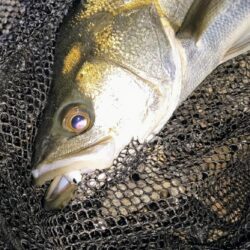 終了前に時合い⋯