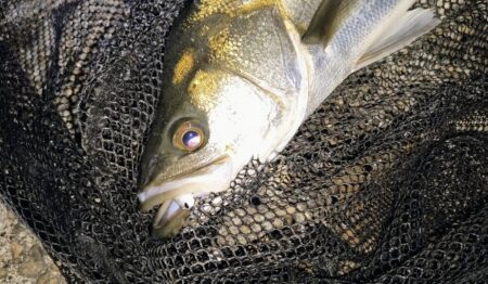 終了前に時合い⋯