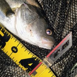 入れ食いは続かなかった⋯