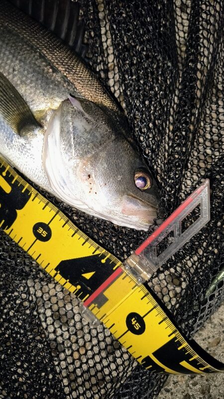 入れ食いは続かなかった⋯