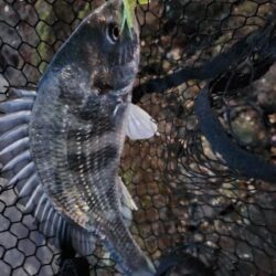 しごおわチニング