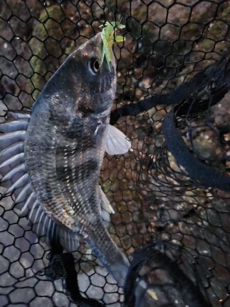 しごおわチニング