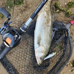 しごおわチニング