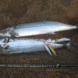 好調サーフの夕マヅメ