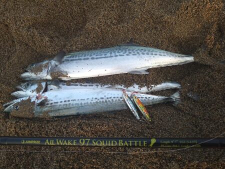 好調サーフの夕マヅメ