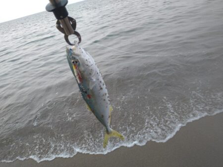 好調サーフのはず