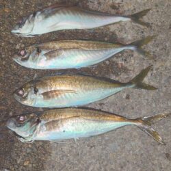 祭りわっしょいきた～