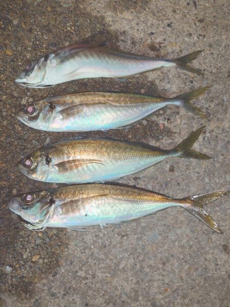 祭りわっしょいきた～