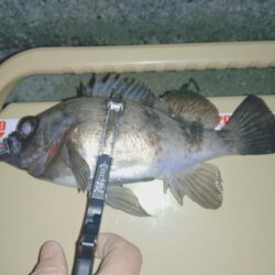 メバルプラッキング🎣