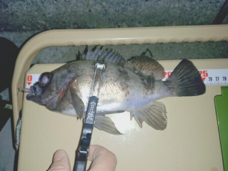 メバルプラッキング🎣