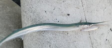 ダイペンで初フィッシュ