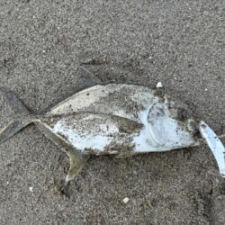 メッキが釣れました!