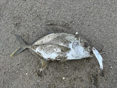 メッキが釣れました!