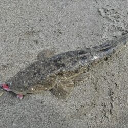 マゴチが釣れました!