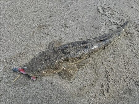 マゴチが釣れました!