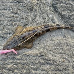 都市型河川でマゴチが釣れました!