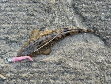 都市型河川でマゴチが釣れました!