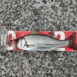 マイクロベイトパターン!