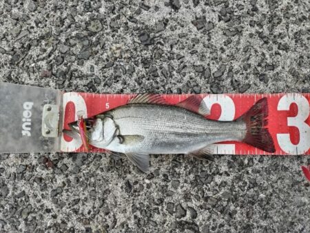 マイクロベイトパターン!