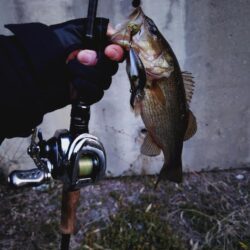 シャロークランキン