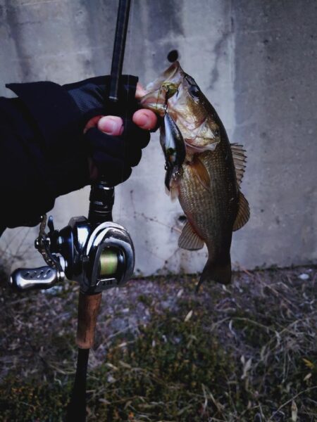 シャロークランキン