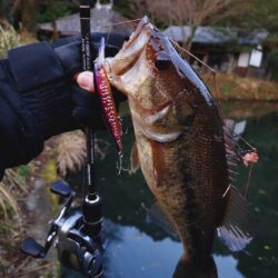 ジャークジャーク