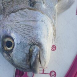 和歌山市江(吉丸渡船)でグレ釣り