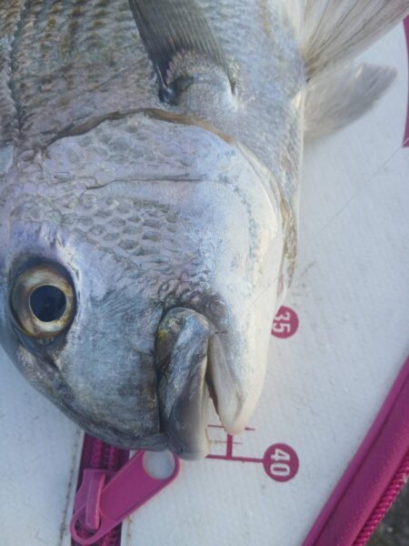 和歌山市江(吉丸渡船)でグレ釣り