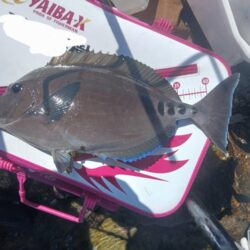 和歌山市江（吉丸渡船）でグレ釣り