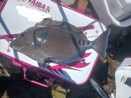 和歌山市江（吉丸渡船）でグレ釣り