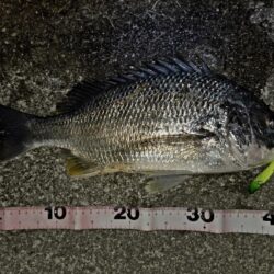 のっこみキビレチヌ