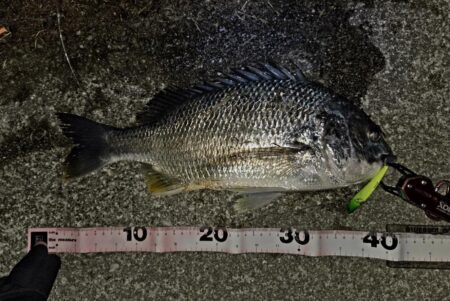 のっこみキビレチヌ