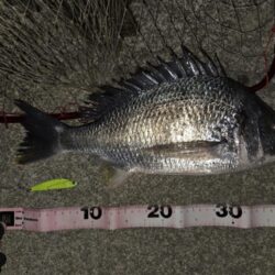 のっこみチヌ！