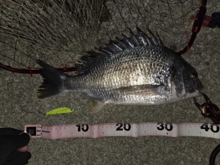 のっこみチヌ！