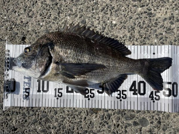 イチノ兄弟、釣果！