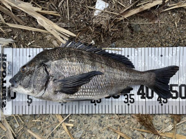 イチノ兄弟、釣果！