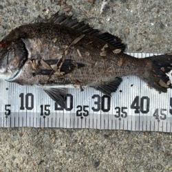 イチノ兄弟、釣果！