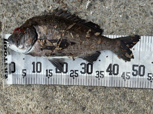 イチノ兄弟、釣果！